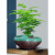 文竹盆栽办公室小绿植花卉植物室内桌面好养盆景 文竹+梅青盆596 含盆