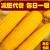 东北玉米苞米甜糯粘黏黄鲜玉米 真空包装方便速食代餐粗粮 5个便携