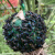果树粘虫球诱蝇球柑橘大实蝇球小食蝇诱球沾虫球瓜果实蝇球 绿色7.5厘米100个