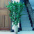 墨薰槿[1.5米特大竹】富贵竹水养水培观音竹室内净化空气大型绿植花卉 小竹60高5枝（较小）