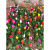CLCEY室外花种荷兰郁金香大种球土培多年生球根类植物耐寒花卉盆栽开花 郁金香种球 混色 3个 颜色可指定 11-12CM