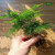 山头林村苔藓微景观DIY材料 网纹草单颗植物鲜活绿植生态缸水陆缸造景蕨类 土培-旺来小菠萝