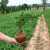 工程苗 盆景素材柏树苗爬地柏松铺地植物 80厘米长