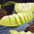 元族玉菇冰淇淋甜瓜山东当季头茬新鲜水果香瓜脆甜哈密香瓜孕妇水果 精选 玉菇甜瓜 净重4.5斤2-3个 /箱