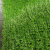 巨成云 仿真草坪人造草地绿色垫子阳台庭院塑料假草皮 三色草 加厚草高2.5cm 宽2米*长25米【无背胶】