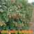 咯咚树莓苗双季覆盆子果树苗盆栽地栽南北方种植当年结果红黄黑树莓苗 树莓 黑树莓双季 当年结果 80cm(含)-89cm(含)