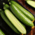 美味香遇水果小黄瓜新鲜果蔬农家自种现摘生吃即食 小黄瓜 5斤（净重4.5-5斤）