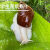 橡荣联蜗牛活体宠物白玉蜗牛巨型特大蜗牛宠物教学小蜗牛上课科学课套餐 银色 7-8厘米2只牛送盒