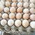 品京鲜农家毛鸡蛋18-20天凤凰蛋喜蛋旺蛋 毛蛋鸡胚蛋生新鲜30枚装