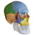 骷髅人模型 成人一比一仿真人体头骨模型头颅骨解剖数字编码标识骷髅标本人体骨骼骨架教学模型 B2款：骨缝线头骨带脑