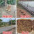 塑料网格防护养殖菜园栅栏户外拦鸡网子圈玉米漏粪脚垫养鸡围栏网 10米高45厚3厘米孔50米长