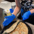 爱马斯(AMMEX)一次性丁腈手套加厚丁晴食品实验室清洁检查防水工作防护厨房劳保手套 XNFST42100(小码)