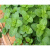 CLCEY小叶薄荷种子留兰香薄荷籽种可食用薄荷种籽室内家种四季盆栽阳台 混色格桑花1000粒肥料 (买21肥料
