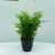 CLCEY铁线蕨盆栽 植物办公室新房花卉室内绿植 铁线蕨+咖啡色花盆 不含盆