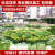 花幽谷人工生态浮岛 水上植物种植浮床浮板 水面景观绿化生态环境修复 生态浮岛一平方【含植物】 10cm以下