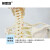安赛瑞 人体骨骼模型 全身骨架模型 骨架脊柱模型 教学骨科疼痛科模型 含底座175cm 601513