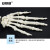 安赛瑞 关节模型 人体上肢骨模型 肱骨尺骨桡骨掌骨指骨关节模型上肢骨骼模型 外科骨科教学 601404