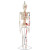 山顶松 人体骨骼模型 骨架人体模型 成人小骷髅教学模型脊椎全身 85CM立式着色椎间盘神经附韧带 1副 