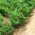 工程苗 盆景素材柏树苗爬地柏松铺地植物 80厘米长