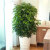叹为观止 发财树大型植物办公室盆栽开业客厅绿植 摇钱树1.6-1.8米 含盆