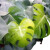 绿植新房龟背竹水养土养花卉植物盆栽室内盆景厂批发一件批发 带盆 金钻20-25厘米