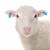 沸耐笙 FNS-32032 畜牧养殖兽用耳标号码牌 羊耳标橙色带字 100套