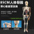 人体骨骼模型 85cm带神经血管心脏模型 骷髅骨架模型 椎间盘 神经 85cm骨骼带血管心脏