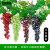 安赛瑞 仿真葡萄（18粒）高仿水果葡萄塑胶假葡萄串拍摄道具园艺装饰葡萄串 绿色 约13cm 530824