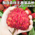 知鲜湾海南火山荔枝王新鲜超大号当季水果现摘现发净重2.5斤