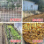 塑料网格防护网养殖网养鸡围栏网菜园栅栏隔离网家用圈玉米网户外 1.2米高50米22斤普厚9年左