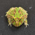 皇上活体爬宠两栖宠物蛙绿黄金活物活体小丑蛙非洲牛蛙 宇治角(3-4cm)