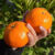 尔蝶广西沃柑新鲜橘子当季时令水果桔子整箱砂糖蜜橘柑橘应季水果 精选5斤装 特大果70mm以上