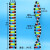 大号DNA双螺旋结构模型拼接遗传基因和变异diy初高中化学生物实验器材教具教学演示版DNA物理分子结 DNA双螺旋结构模型(小号)