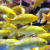 黄金锦鲤活鱼冷水观赏鱼纯种小型淡水好养红草金鱼幼苗风水鱼 红草金3-5cm15+15发30条