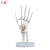 仁模RM-114自然大手关节模型手骨尺骨桡骨手骨骼手心手掌部骨骼结构手指头活动