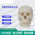 FACEMINIQT-84 标数字骨缝线头颅 20*14.5*17.5CM 医学人体头骨模型 1