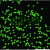 单分散 聚苯乙烯荧光微球 红色 绿色荧光微球 生物试剂 科研 绿色荧光微球 5m 1 mL(10 mg