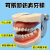 口腔备牙模型 牙科可拆卸牙齿排龈练习模具假牙模 口腔齿科材料 二倍放大模型(不可拆)