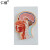 仁模RM/319头中部切面模型头中部切面模型大脑切面模型人体头部解剖模型颅内脑结构造示教学