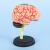 海斯迪克 HKCL-559 4D拼装大脑模型 脑部结构解剖可拆卸教学模型 含底座