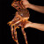 鲜合颂 帝王蟹特大俄罗斯进口鲜活冷冻超大皇帝蟹海鲜水产大螃蟹 帝王蟹9.6-10.5波龙5.5-6