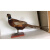 山鸡母鸡野鸡标本模型科学实验动物标本鸟类摆件客厅展览装饰品 小鹅