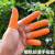防滑手指套劳保工业乳胶手套耐磨橙色白色麻点一次性乳胶橡胶防护 白色麻点指套S码(100个/包)