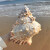 宇艺天使特大贝壳海螺天然摆件玩具号角可以吹的海螺听风花盆巨型鱼缸造 17厘米