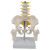 七格匠骨盆带五节中型腰椎腿骨模型 pvc人体骨骼模型脊柱腰椎