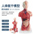 钢骑士 人体躯干解剖模型 器官可拆卸医学教学心脏内脏模型 85CM两性躯干（可拆23件） 