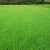 纳仕德SW1007草坪种子四季青草籽实验田区护坡种子高羊茅早熟禾地毯草籽  百慕大2斤【矮生绿化】	