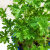 欧洲品质葵驱蚊草室内香叶天竺葵苗盆栽防蚊植物花卉花苗多年生香 蔬植盆(29cm21cm) 不含盆