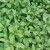 福顺德家庭专用草可食用的漳州片仔癀草苗 无根扦插枝条10根