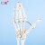 仁模RM-114自然大手关节模型手骨尺骨桡骨手骨骼手心手掌部骨骼结构手指头活动